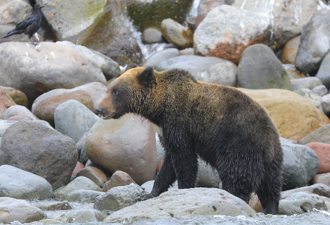 野生の熊が写っている写真。